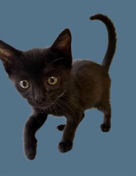 Domestic Short Hair Cats Available for Adoption in Sarasota, Florida - ROCKY | PetCurious