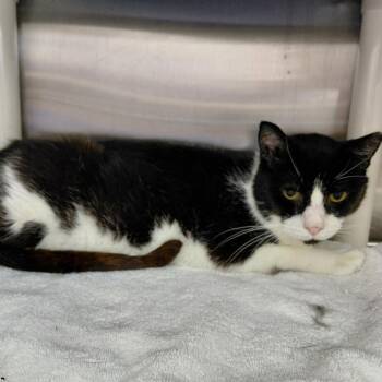 Benny -  Domestic Short Hair Cat for Adoption in Philadelphia, Pennsylvania - Benny | PetCurious