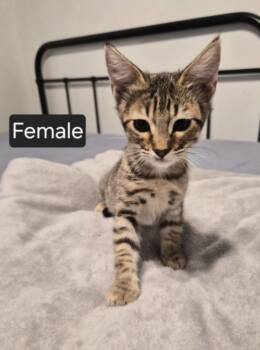 Ravioli -  Domestic Short Hair Cat for Adoption in San Diego, California - Ravioli | PetCurious