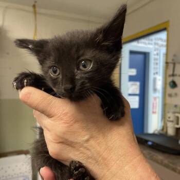 Sprigatito -  Domestic Medium Hair Cat for Adoption in Eureka Springs, Arkansas - Sprigatito | PetCurious