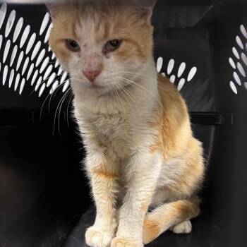 Honey -  Domestic Medium Hair Cat for Adoption in Saint Joseph, Missouri - Honey | PetCurious