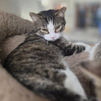 Domestic Short Hair Cats Available for Adoption in Chatham, Virginia - Damien | PetCurious