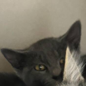 Penne -  Domestic Short Hair Cat for Adoption in Durango, Colorado - Penne | PetCurious