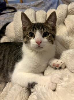 Sonny -  Domestic Short Hair Cat for Adoption in New York, New York - Sonny | PetCurious