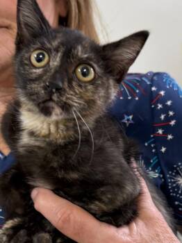 Heather -  Domestic Short Hair Cat for Adoption in Vacaville, California - Heather | PetCurious