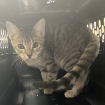 Rescue American Shorthair Cats for Adoption in Galveston, Texas - Zero | PetCurious