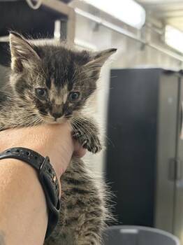 ESPRESSO -  Domestic Short Hair Cat for Adoption in Chester, South Carolina - ESPRESSO | PetCurious
