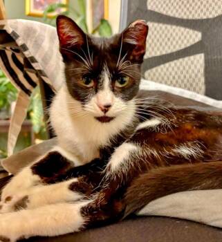 Rescue Domestic Short Hair Cats for Adoption in Morrison, Colorado - Savannah L James | PetCurious