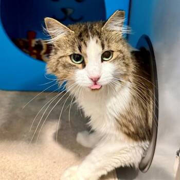 HABANERO -  Domestic Medium Hair Cat for Adoption in Leesburg, Virginia - HABANERO | PetCurious