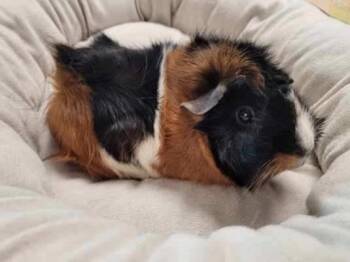 Domestic Short Hair Cats Available for Adoption in Littlestown, Pennsylvania - Coconut, Butterscotch, Cali (bonded Guinea Pigs) | PetCurious