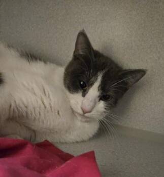 Domestic Short Hair Cats Available for Adoption - Sunny - I Am At Petsmart Northborough | PetCurious