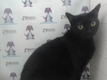Domestic Short Hair Cats Available for Adoption in Orlando, Florida - SAILOR | PetCurious