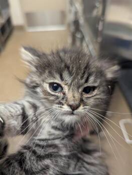 OTTER -  Domestic Short Hair Cat for Adoption in Sacramento, California - OTTER | PetCurious