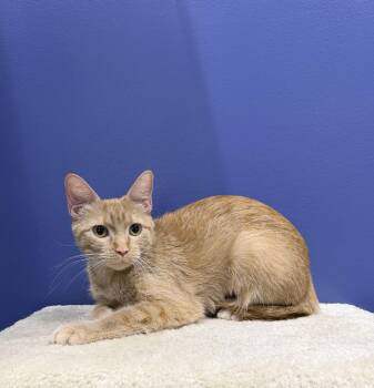 Clementine -  Tabby Cat for Adoption in High Ridge, Missouri - Clementine | PetCurious