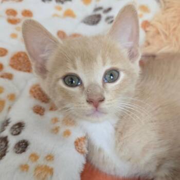 Tundra -  Domestic Short Hair Cat Available for Adoption in Cumming, Georgia - Tundra | PetCurious