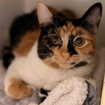 Domestic Short Hair Cats Available for Adoption in Cumming, Georgia - Jaylene | PetCurious