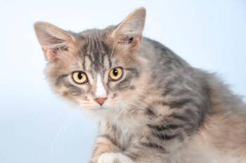 RAINBOW SPRINKLE DONUT -  Domestic Medium Hair Cat for Adoption in Loveland, Colorado - RAINBOW SPRINKLE DONUT | PetCurious