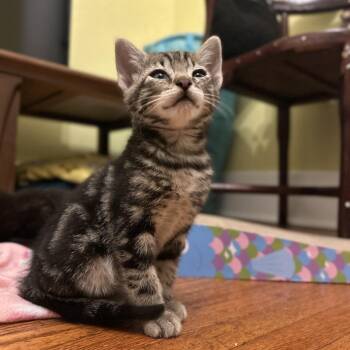 Todd -  Domestic Short Hair Cat for Adoption in Columbia, Missouri - Todd | PetCurious