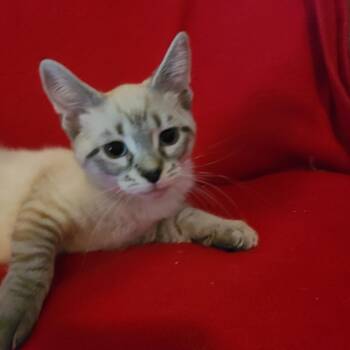 Sea Smoke TH 0626 -  Domestic Short Hair Cat for Adoption - Sea Smoke TH 0626 | PetCurious