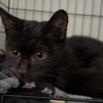 Anderson -  Domestic Short Hair Cat for Adoption in New York, New York - Anderson | PetCurious