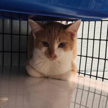 Fidget -  Domestic Short Hair Cat for Adoption in Nashville, Tennessee - Fidget | PetCurious