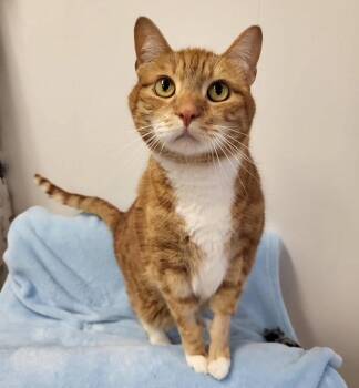 Rescue Domestic Short Hair Cats for Adoption in Maple Ridge, British Columbia - Merl | PetCurious