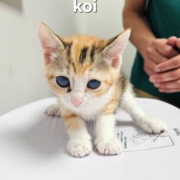 Koi -  Domestic Short Hair Cat for Adoption in Oneonta, New York - Koi | PetCurious
