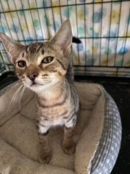 Horton -  Domestic Short Hair Cat for Adoption in Camp Hill, Pennsylvania - Horton | PetCurious