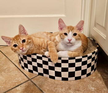 Rescue American Shorthair and Domestic Short Hair Cats for Adoption in Long Beach, California - Harry & Potter | PetCurious