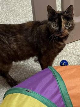 Domestic Short Hair Cats Available for Adoption in Seneca, South Carolina - Callie $25 | PetCurious
