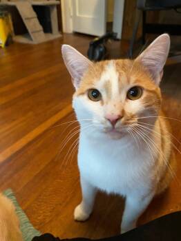 Rescue Domestic Short Hair Cats for Adoption in Rutherfordton, North Carolina - Ralphie (Courtesy Post) | PetCurious
