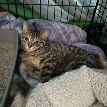 Tabby Cats Available for Adoption - Pixi | PetCurious