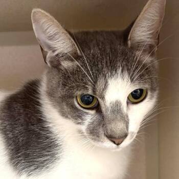 Cow Cat Jr. -  Domestic Short Hair Cat for Adoption in Gloucester, Virginia - Cow Cat Jr. | PetCurious