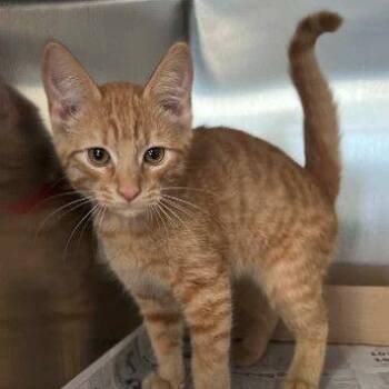 Quinn -  Domestic Short Hair Cat for Adoption in Buffalo, Minnesota - Quinn | PetCurious