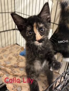 Calla Lily -  Domestic Short Hair Cat Available for Adoption in Burlington, Iowa - Calla Lily | PetCurious