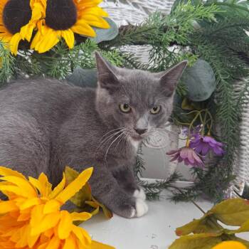 Wicket Limon 56420 -  Domestic Short Hair Cat for Adoption in Eaton Rapids, Michigan - Wicket Limon 56420 | PetCurious