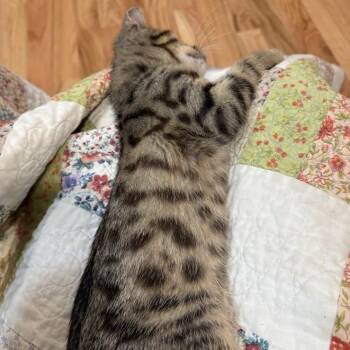 House -  Domestic Medium Hair Cat for Adoption in Oak Ridge, Tennessee - House | PetCurious