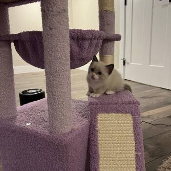 Niipiishuu -  Domestic Short Hair Cat for Adoption in Abbotsford, British Columbia - Niipiishuu | PetCurious