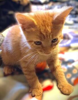 Tabby Cats Available for Adoption in Fort Myers, Florida - Jet | PetCurious