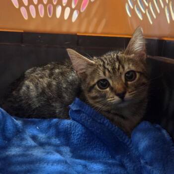 Misty -  Domestic Short Hair Cat for Adoption in Brentwood, Missouri - Misty | PetCurious