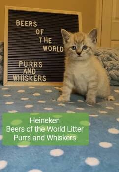 Heineken -  Domestic Short Hair Cat for Adoption in New Hartford, New York - Heineken | PetCurious