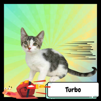 Rescue Domestic Short Hair Cats for Adoption in Suisun City, California - Turbo | PetCurious