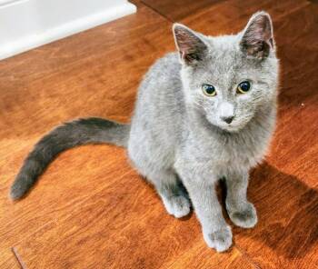COALSON -  Russian Blue Cat for Adoption in Charlotte, North Carolina - COALSON | PetCurious