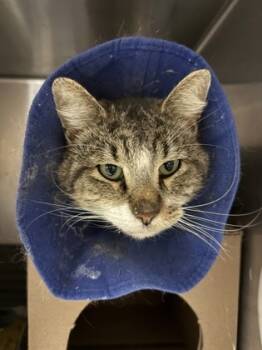 Rescue Domestic Short Hair Cats for Adoption in Maumee, Ohio - Tom | PetCurious