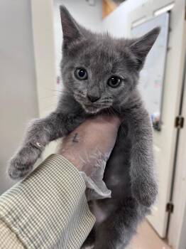 Squizard -  Domestic Short Hair Cat for Adoption in Cincinnati, Ohio - Squizard | PetCurious