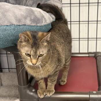 Domestic Short Hair Cats Available for Adoption - Twila | PetCurious