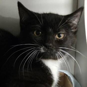 Abby Mallard -  Domestic Short Hair Cat for Adoption in Voorhees Township, New Jersey - Abby Mallard | PetCurious