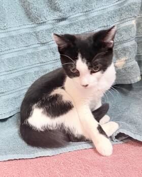 Bronco -  Domestic Short Hair Cat for Adoption in Elizabethtown, North Carolina - Bronco | PetCurious