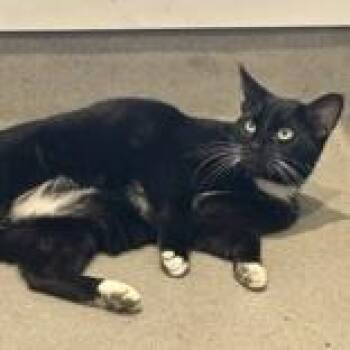 Inigo Montoya -  Domestic Short Hair Cat for Adoption in Hilliard, Ohio - Inigo Montoya | PetCurious