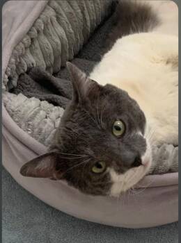 Pappa Smokey -  Domestic Short Hair Cat Available for Adoption - Pappa Smokey | PetCurious